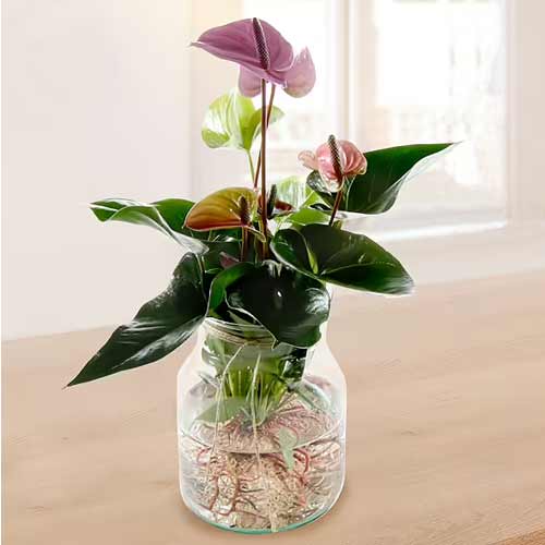 Exotic Anthurium Purple