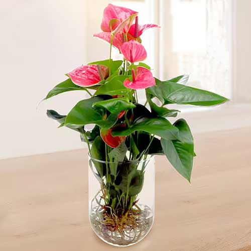 Exotic Anthurium Pink
