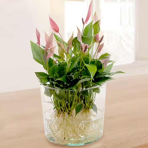 Anthurium Lilli Lilli
