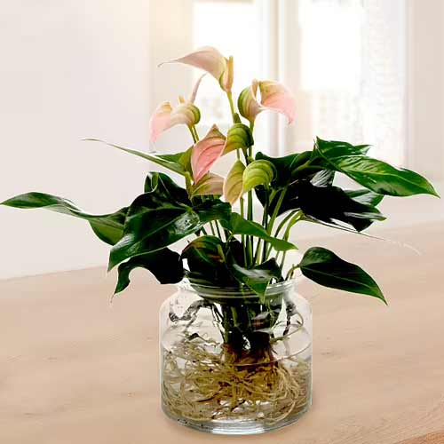 Exotic Anthurium Peach