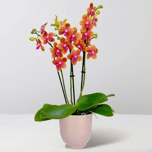 Orange Orchid In Ceramic Pot