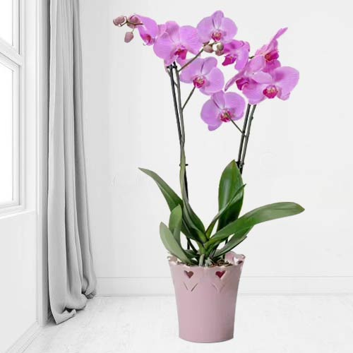 Pink Orchid In Pot