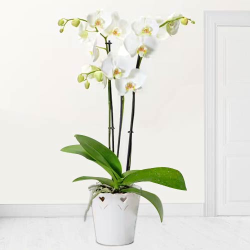 White Orchid In Pot