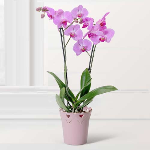 Soft Blush Pink Orchid