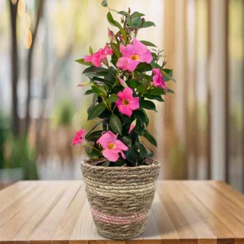Splendid Dipladenia