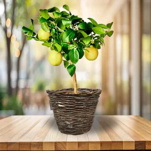 Lemon Tree