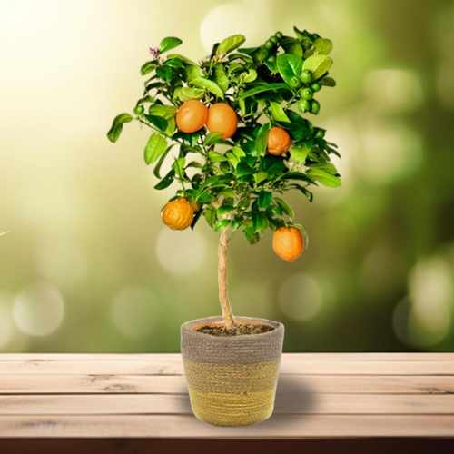 Orange Tree