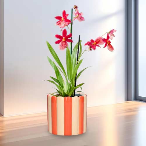 Exotic Butterfly Orchid Cambria