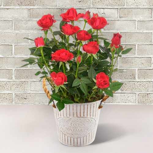 Red Rose Elegance In Zinc Pot