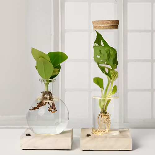 Waterplant Duo