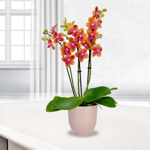Orange Orchid In A Pot