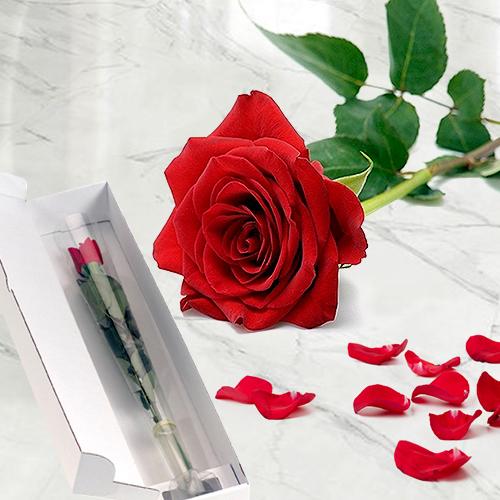 Single Red Rose