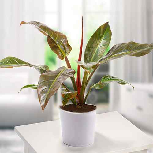 Philodendron Imperial Red Plant 